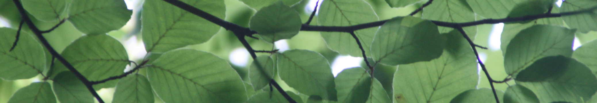 Close-up of green leaves on a branch